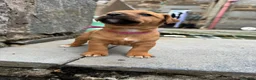 Patterjack dogs for sale: Patterjack puppy’s looking for loving home  - Advert 21