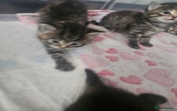 European cats for sale: 4 beautiful kittens looking for the New 🤎 home  - Image 34