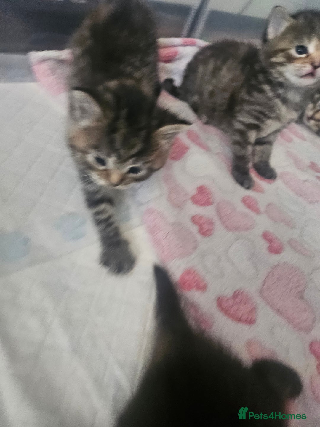 European cats for sale: 4 beautiful kittens looking for the New 🤎 home  - Image 34