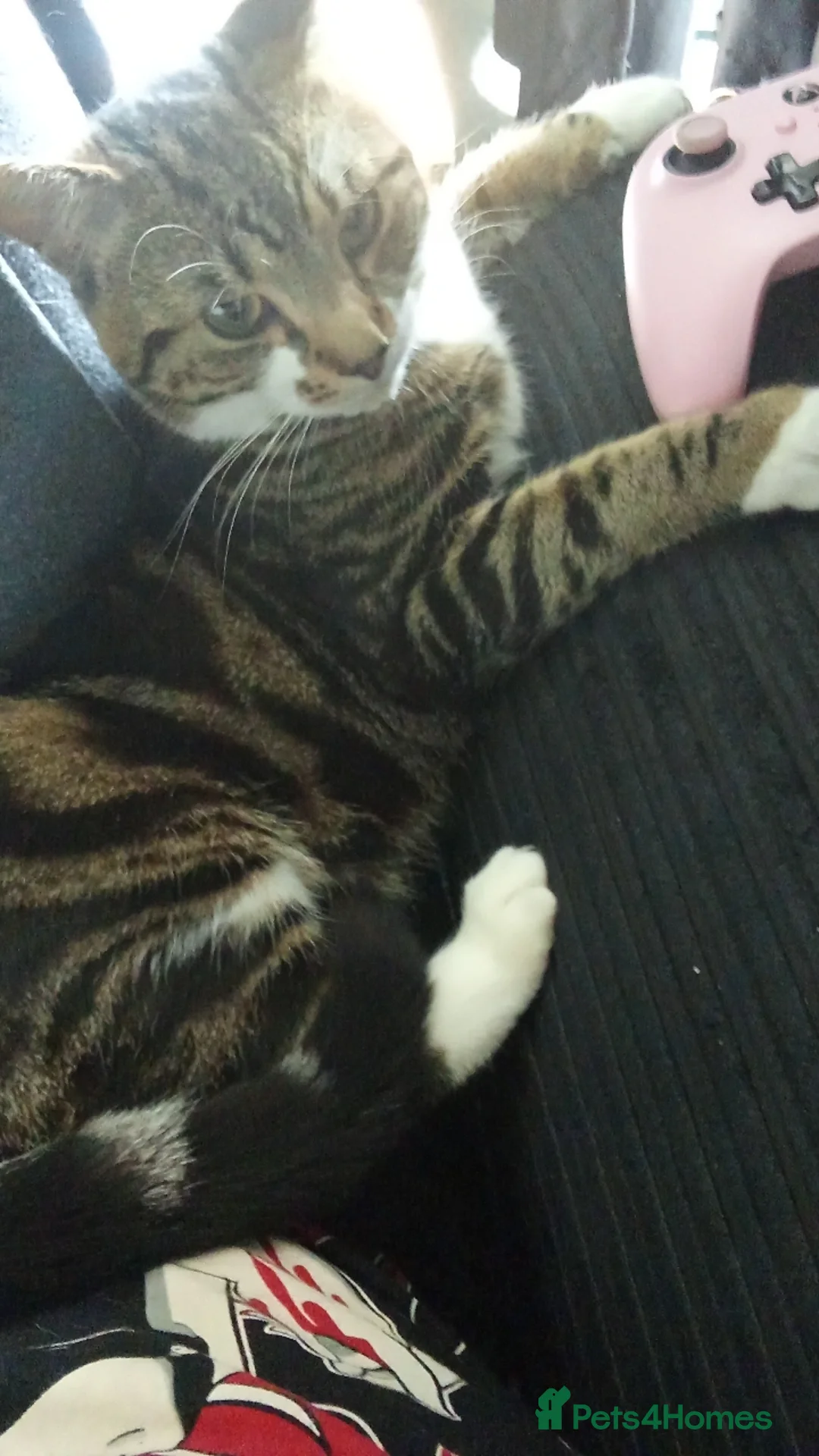 Bengal cats for sale: Loving Bengal cat looking for a new home  - Image 7