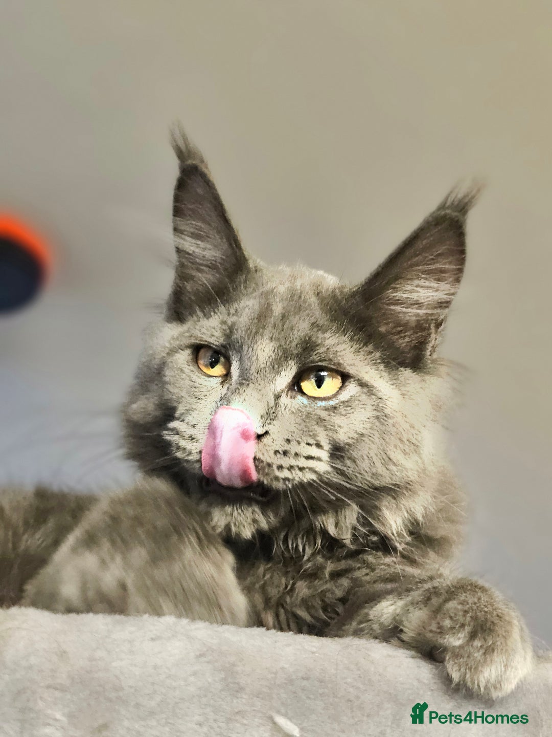 Maine Coon cats for sale: 🔥*Stunning Litter of 8💎Solid Blue Maine Coon*🔥  - Image 33
