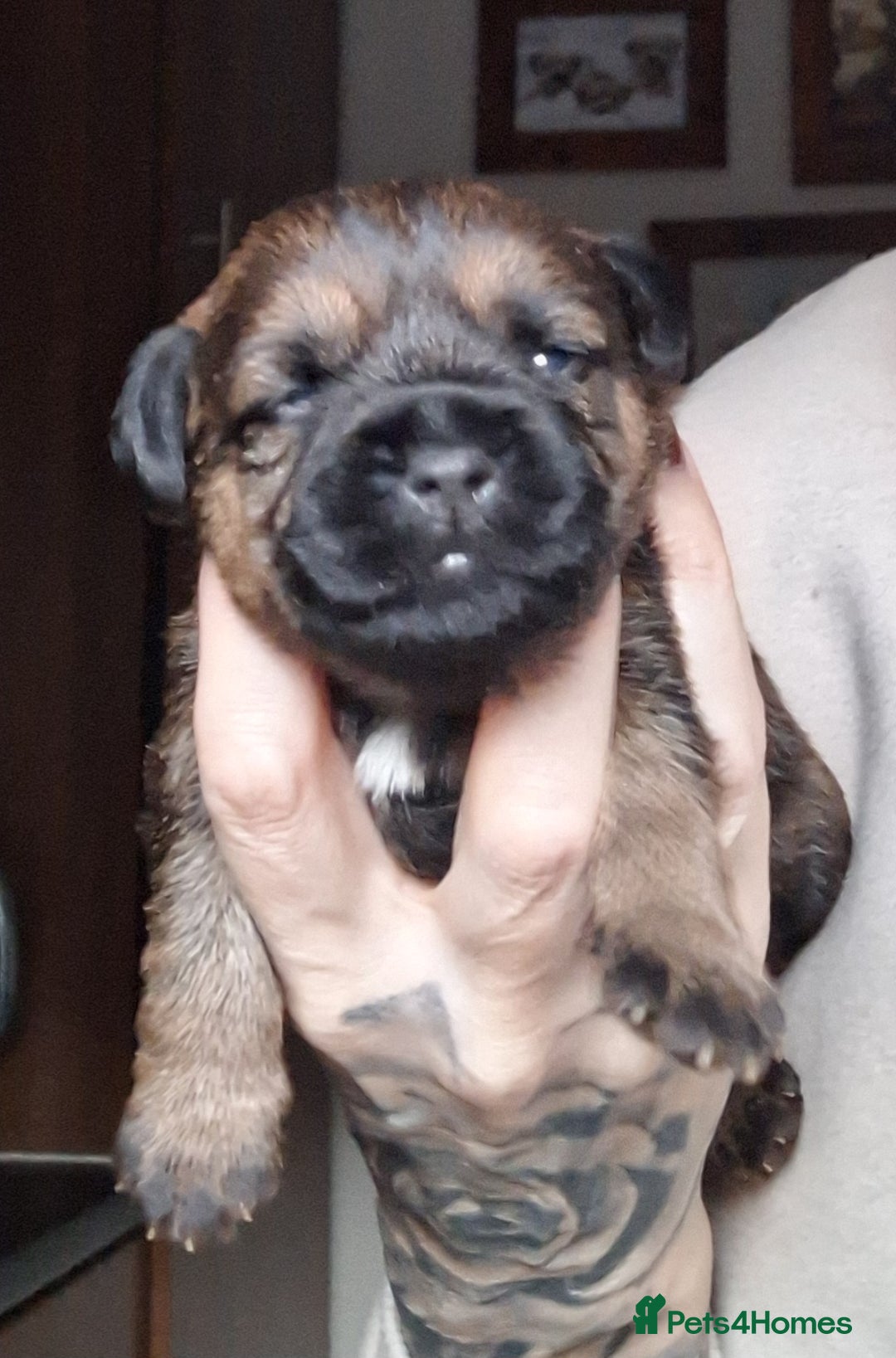 Border Terrier dogs for sale: Border Terrier Puppies - Advert 10