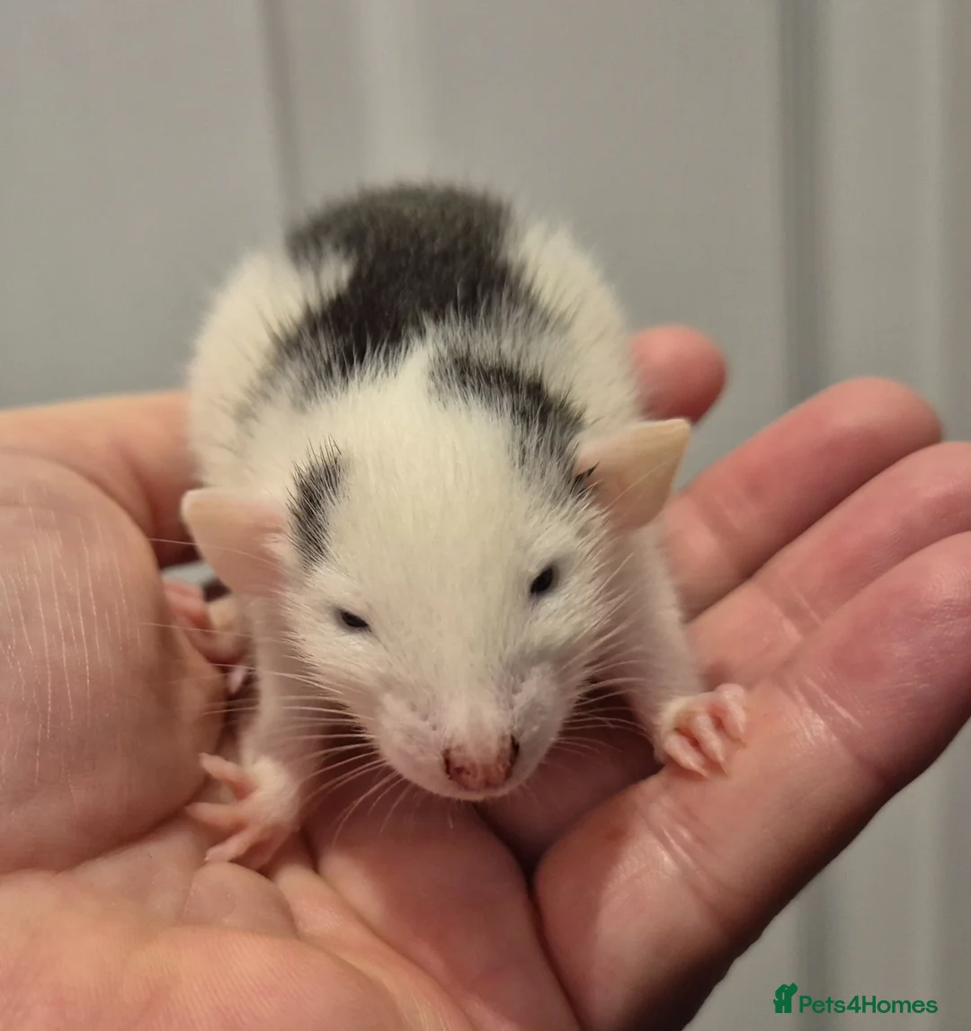 Rat rodents for sale: 2 Male Dumbo Rats  - Advert 1