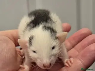 Rat rodents 2 Male Dumbo Rats - Advert 6