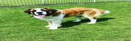Saint Bernard dogs for sale: Saint Bernard puppies  in Cleethorpes - Advert 23