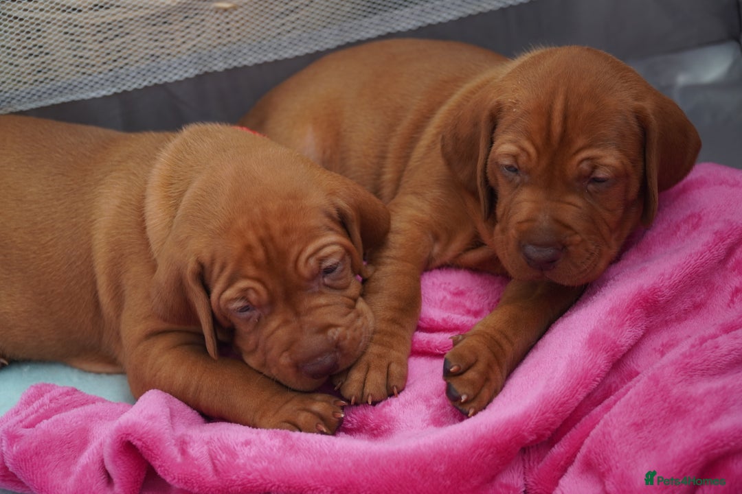 Hungarian Vizsla dogs for sale: Adorable vizsla puppies, exceptional pedigree - Image 20
