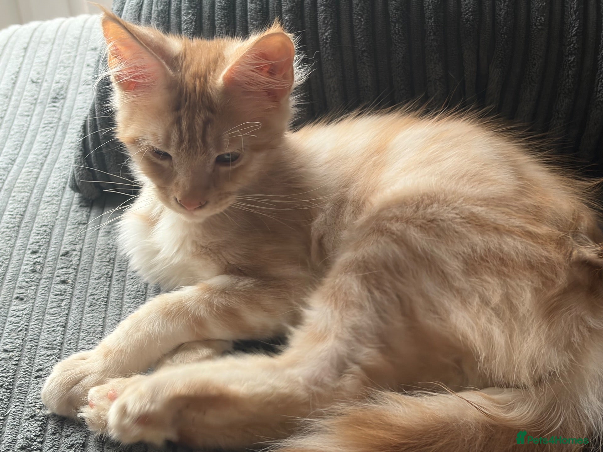 Maine Coon cats GCCF Maine Coon kittens ❤️ - Advert 1