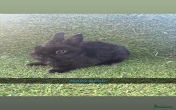Netherland Dwarf rabbits for sale: Pure Netherland dwarfs  - Image 13