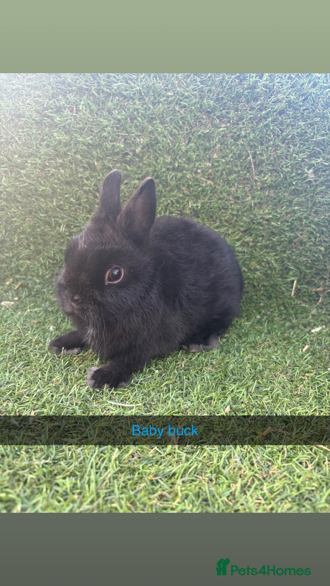 Netherland Dwarf rabbits for sale: Pure Netherland dwarfs  - Image 13