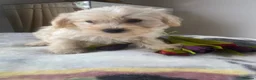 Westiepoo dogs for sale: Westypoos in Northallerton - Advert 21