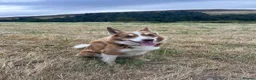 Mixed Breed dogs for sale: Borador puppies for sale - Advert 2