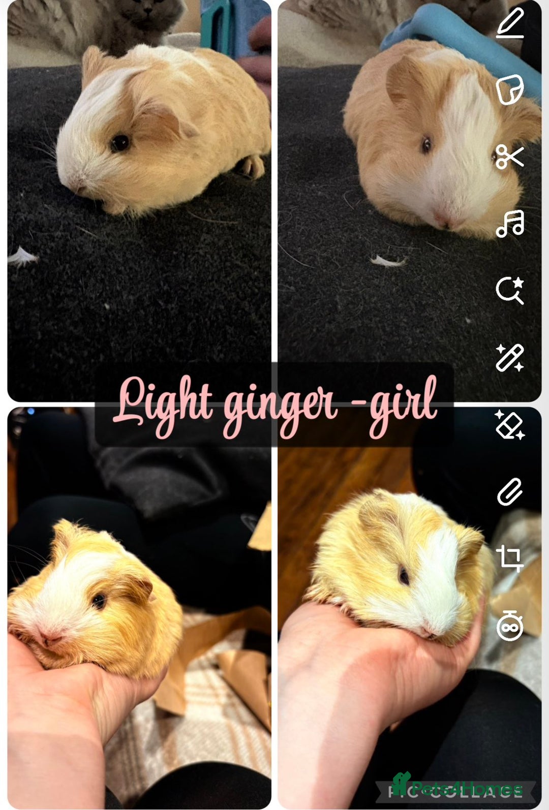 Guinea Pig rodents for sale: Baby Guinea Pigs  - Advert 2
