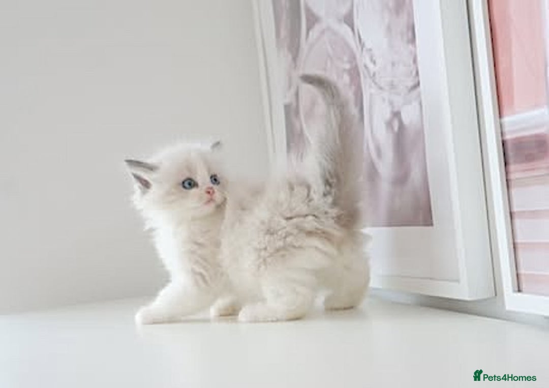 Ragdoll cats for sale: INDOOR FULL PEDIGREE RAGDOLL KITTENS - Advert 16