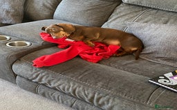 Miniature Dachshund dogs for sale: Beautiful Dachshund  - Image 2