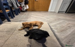 Labradoodle dogs for sale: F1 labradoodles - Image 8