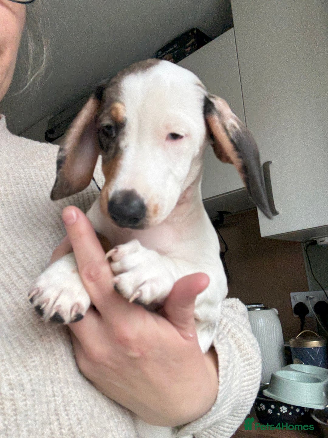 Dachshund dogs for sale: Dachshund  - Advert 2