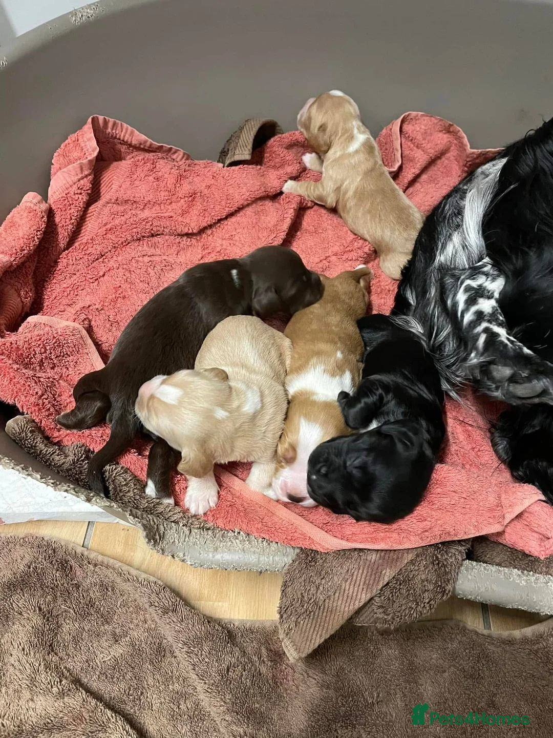 Cocker Spaniel dogs for stud: Cocker spaniel for stud extensively health tested  in Shrewsbury - Advert 40