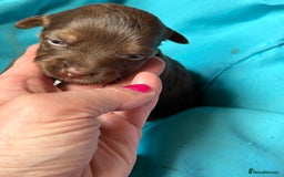 Jack Russell dogs for sale: Trad.working family short legged Jack Russell  - Advert 21