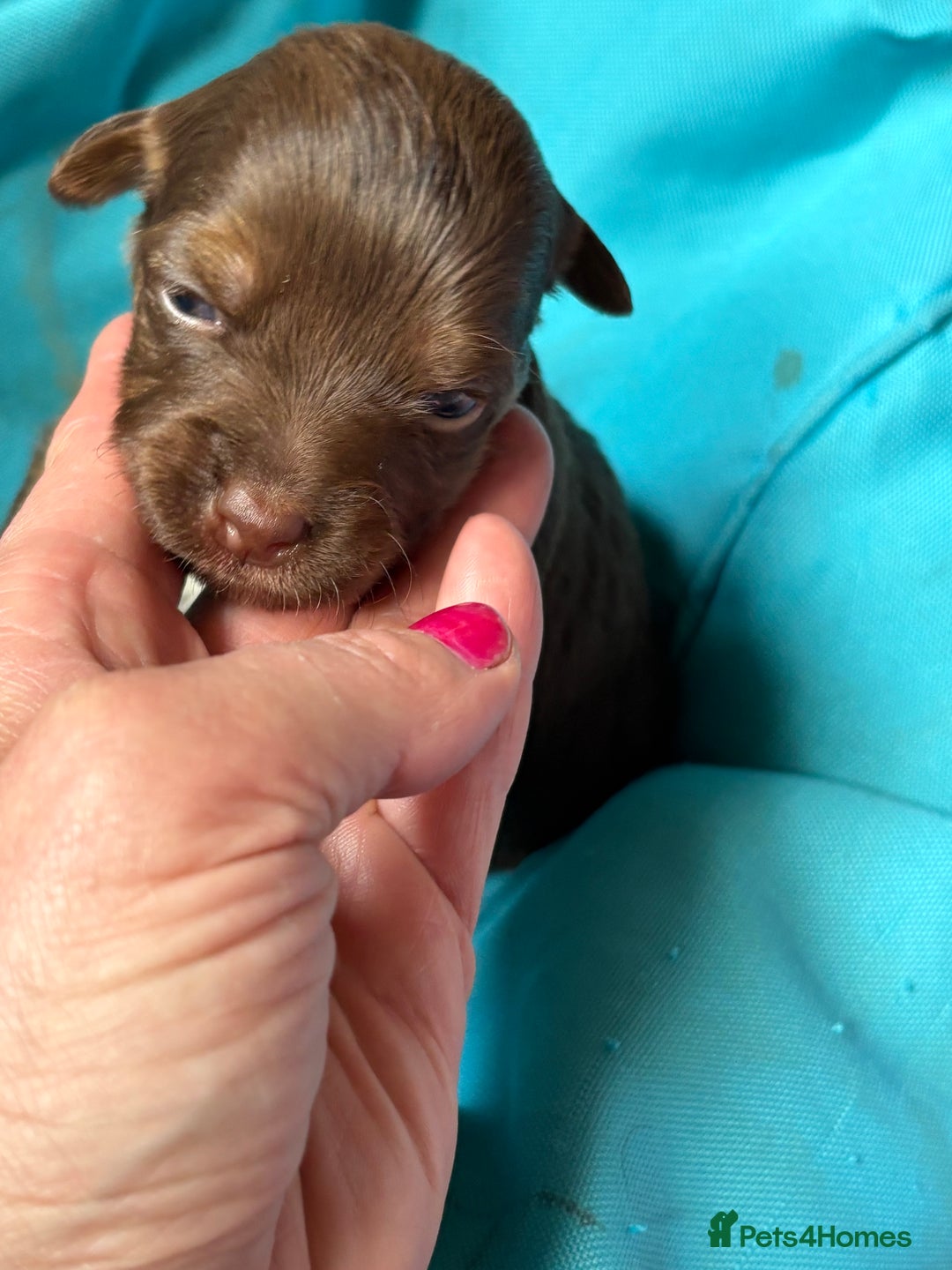 Jack Russell dogs for sale: Trad.working family short legged Jack Russell  - Advert 21