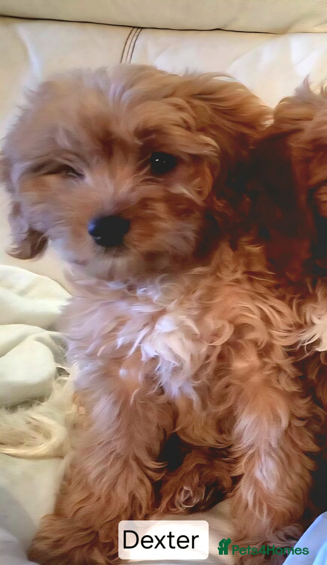 Cavapoo dogs for sale: Miniature Cavapoo Puppies – Home Reared !!! - Advert 8