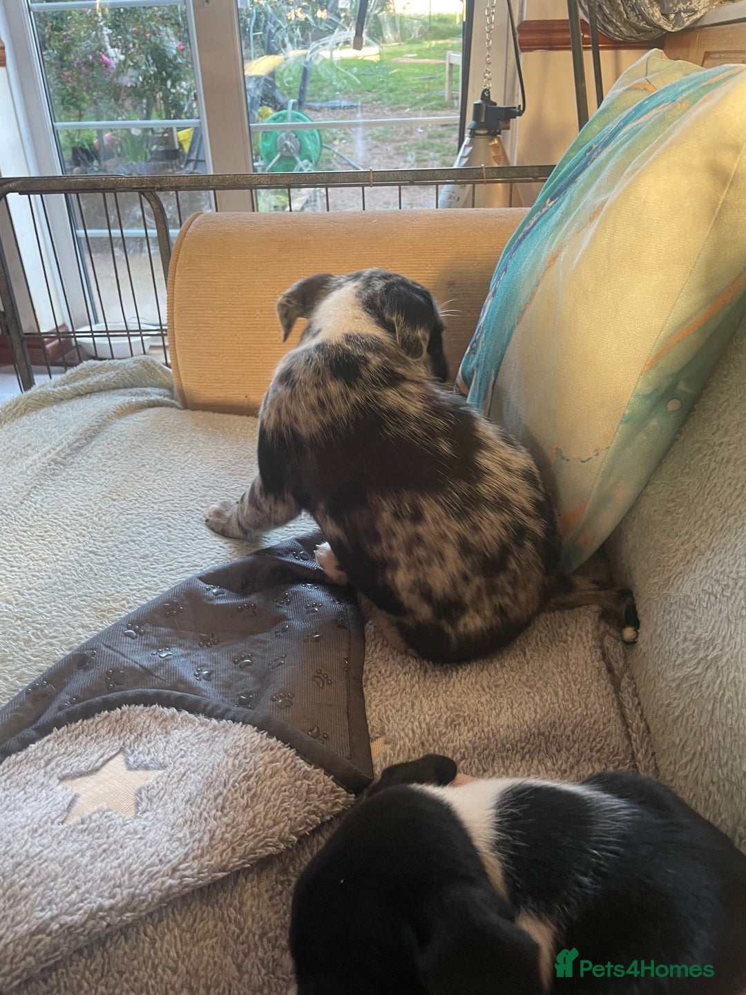 Mixed Breed dogs for sale: Aussie shepherd/staffy - Image 12