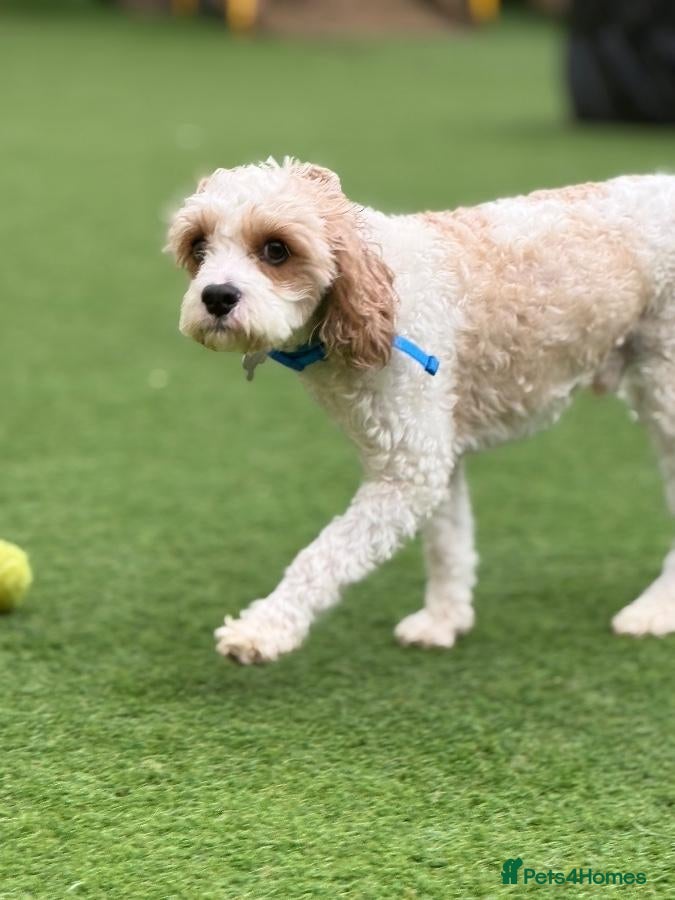 Cavapoo dogs Chase - Advert 1
