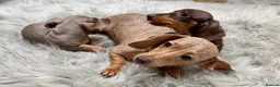 Miniature Dachshund dogs for sale: KC Reg Mini Dachshund Puppys **READY TO LEAVE** - Advert 1