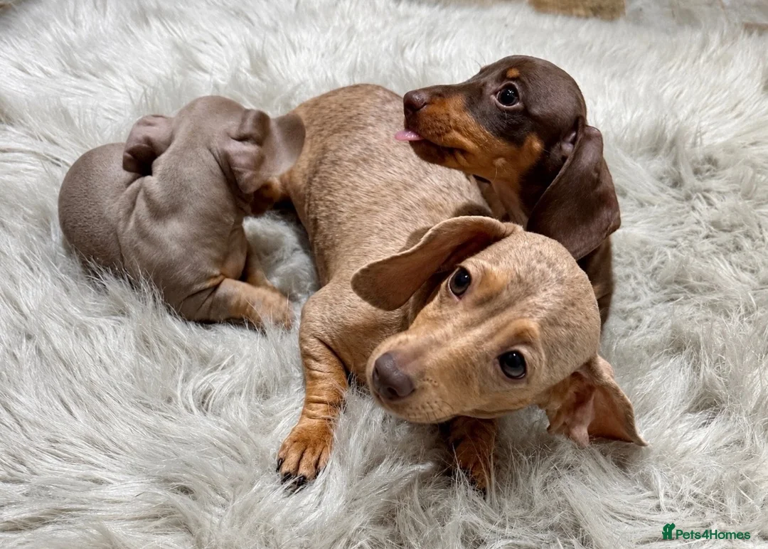 Miniature Dachshund dogs for sale: KC Reg Mini Dachshund Puppys **READY TO LEAVE** - Advert 1