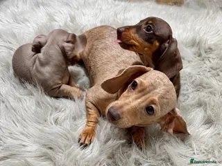 Miniature Dachshund dogs KC Reg Mini Dachshund Puppys **READY TO LEAVE** - Advert 3