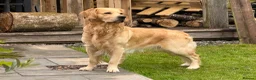 Golden Retriever dogs for stud: Dexx’s looking for a partner - Advert 3