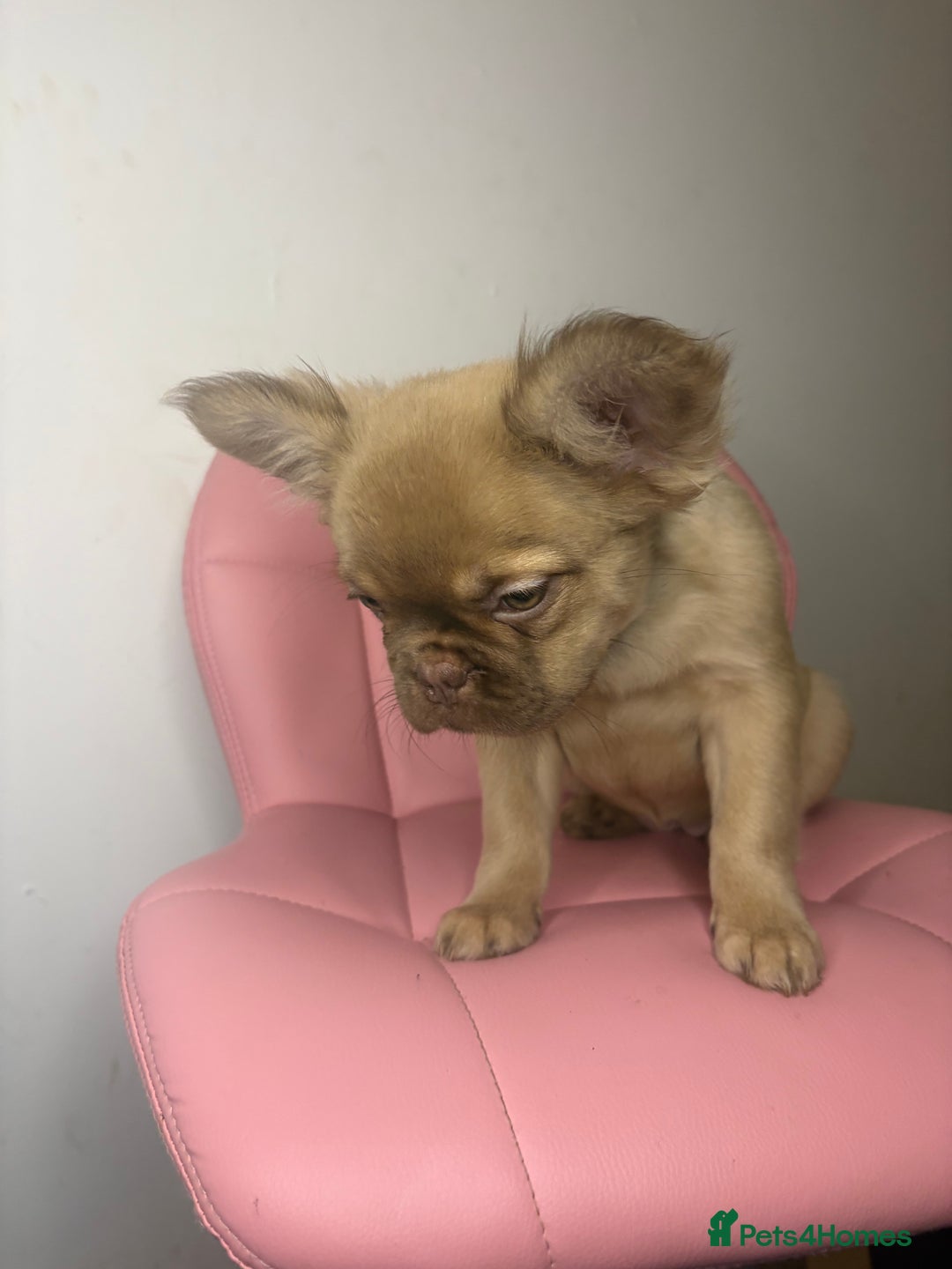 French Bulldog dogs for sale: Gorgeous fluffy frenchie female - Advert 5