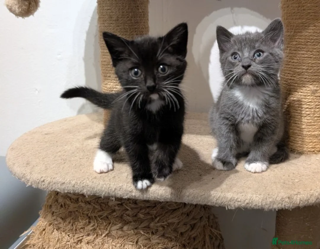 Mixed Breed cats for sale: Kitten  - Advert 7