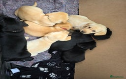 Labrador Retriever dogs for sale: Labrador puppies 3 boys ready to go 8th August  - Image 9