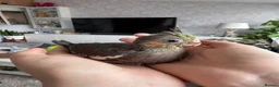 Cockatiels birds for sale: Adorable hand reared cockatiels  in Swindon - Advert 5
