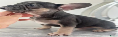 French Bulldog 1