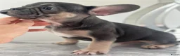 French Bulldog dogs for sale: Ready Now french bulldog puppies - Advert 27