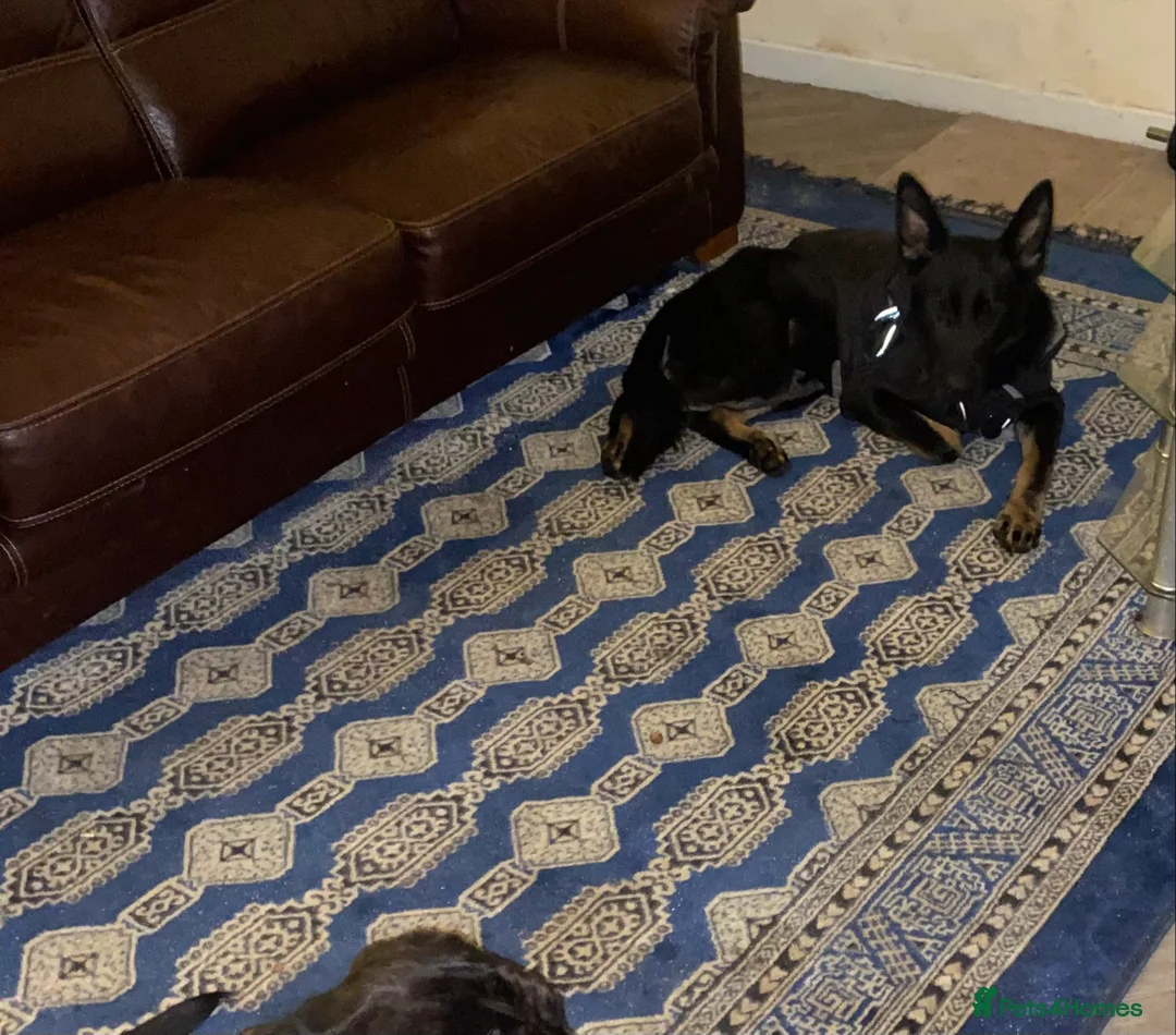 German Shepherd dogs for sale: German shepherd  - Advert 2