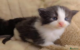 Maine Coon cats for sale: Stunning cubs  - Image 8