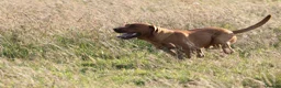 Labrador Retriever dogs for stud: Lawreycreek Jay (Sako) - Advert 3