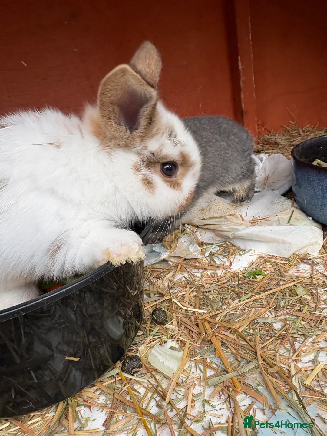 Mini Lop rabbits for sale: 7 Beautiful Mini Lops  - Advert 12