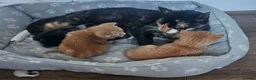 Mixed Breed cats for sale: Kittens for sale - Advert 3