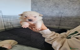 German Shepherd dogs for sale: German shepherd puppies  - Image 4