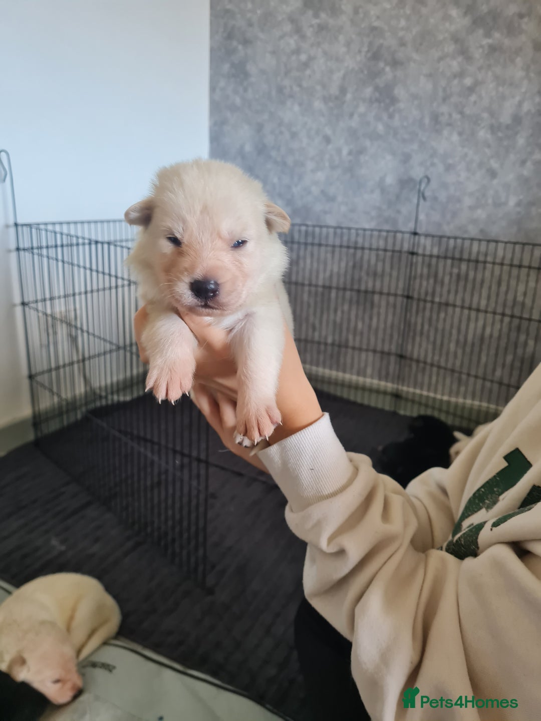 German Shepherd dogs for sale: German shepherd puppies  - Image 4