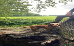 Cocker Spaniel dogs for sale: KC FTCH working cocker spaniel puppy’s  - Image 6