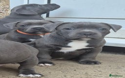Staffordshire Bull Terrier dogs for sale: **Ready To Leave**KC Blues Champ Blood in Coventry - Image 1