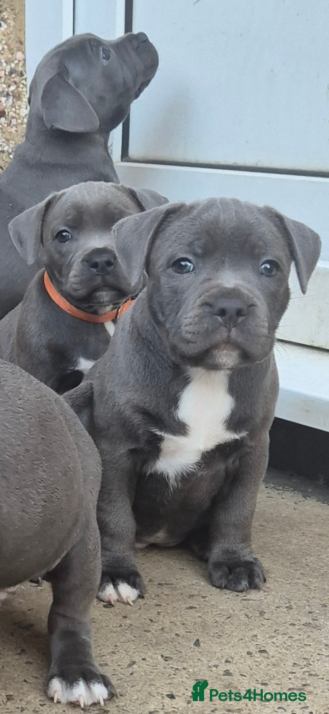 Staffordshire Bull Terrier dogs for sale: **Ready To Leave**KC Blues Champ Blood in Coventry - Image 1
