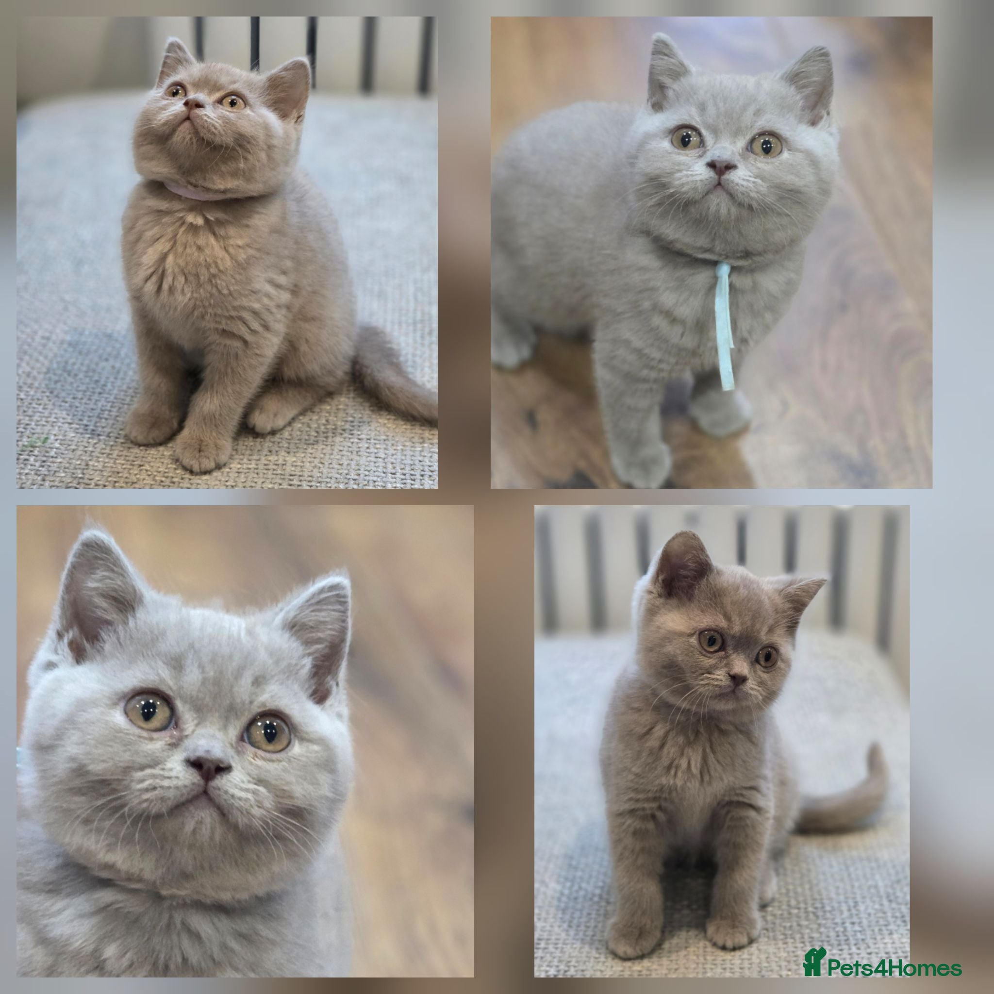 British Shorthair cats Beautiful Pure Breed ✨ British Shorthair Kittens ⭐ - Advert 1