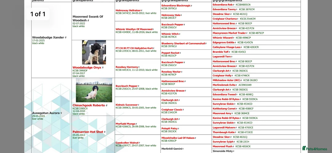 English Springer Spaniel dogs for sale: Outstanding litter of Springer Spaniel Pups - Advert 2