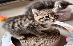 Mixed Breed cats for sale: Amiable mixed breed kittens - Image 10