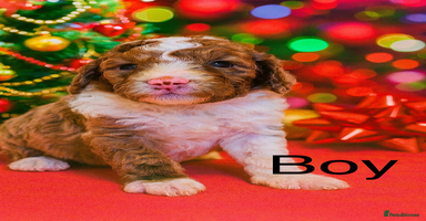 Cockapoo dogs DNA TESTED, Last 2 Boys, Ready 25th November ❤️ - Advert 2